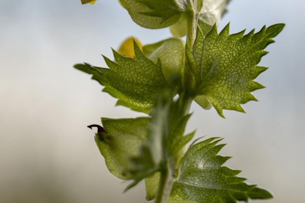 Photos de la flore des Marais du Cassan et de Prentegarde, zone humide protégée, situés sur les communes de Lacapelle-Viescamp, Saint-Etienne-Cantalès et Saint-Paul-des-Landes dans le Cantal. Photos et droits d'auteur réservés : Cantal Photo Club.