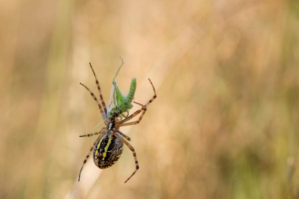 Photos de la faune des Marais du Cassan et de Prentegarde, zone humide protégée, situés sur les communes de Lacapelle-Viescamp, Saint-Etienne-Cantalès et Saint-Paul-des-Landes dans le Cantal. Photos et droits d'auteur réservés : Cantal Photo Club.