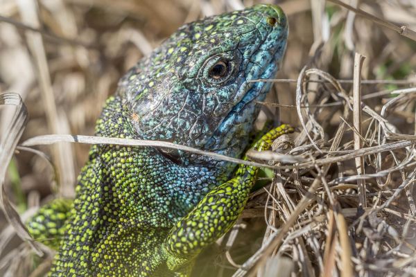 Photos de la faune des Marais du Cassan et de Prentegarde, zone humide protégée, situés sur les communes de Lacapelle-Viescamp, Saint-Etienne-Cantalès et Saint-Paul-des-Landes dans le Cantal. Photos et droits d'auteur réservés : Cantal Photo Club.