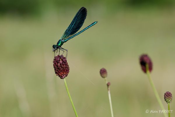 Photos de la faune des Marais du Cassan et de Prentegarde, zone humide protégée, situés sur les communes de Lacapelle-Viescamp, Saint-Etienne-Cantalès et Saint-Paul-des-Landes dans le Cantal. Photos et droits d'auteur réservés : Cantal Photo Club.