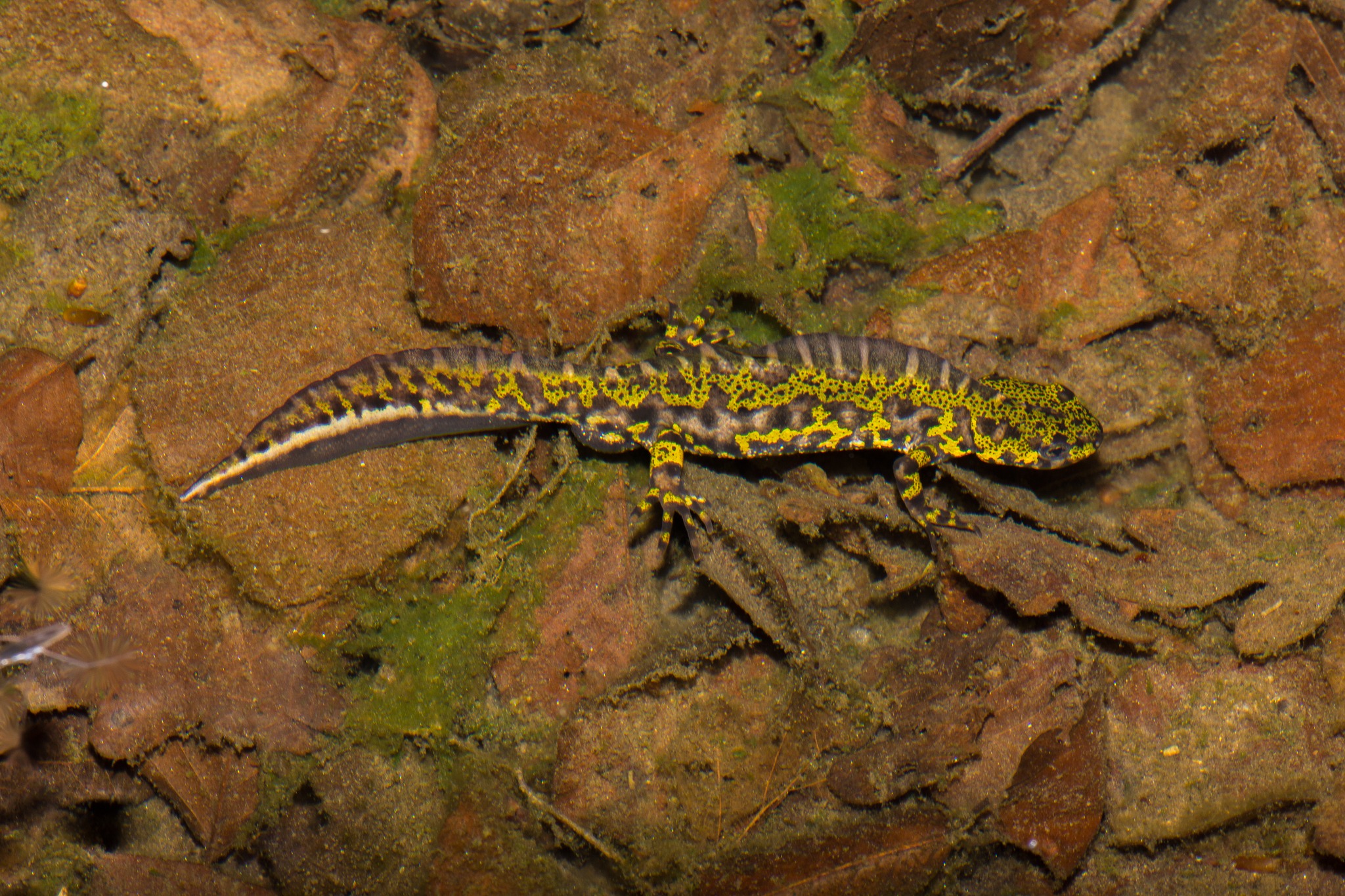 A la découverte des Dragons du Marais