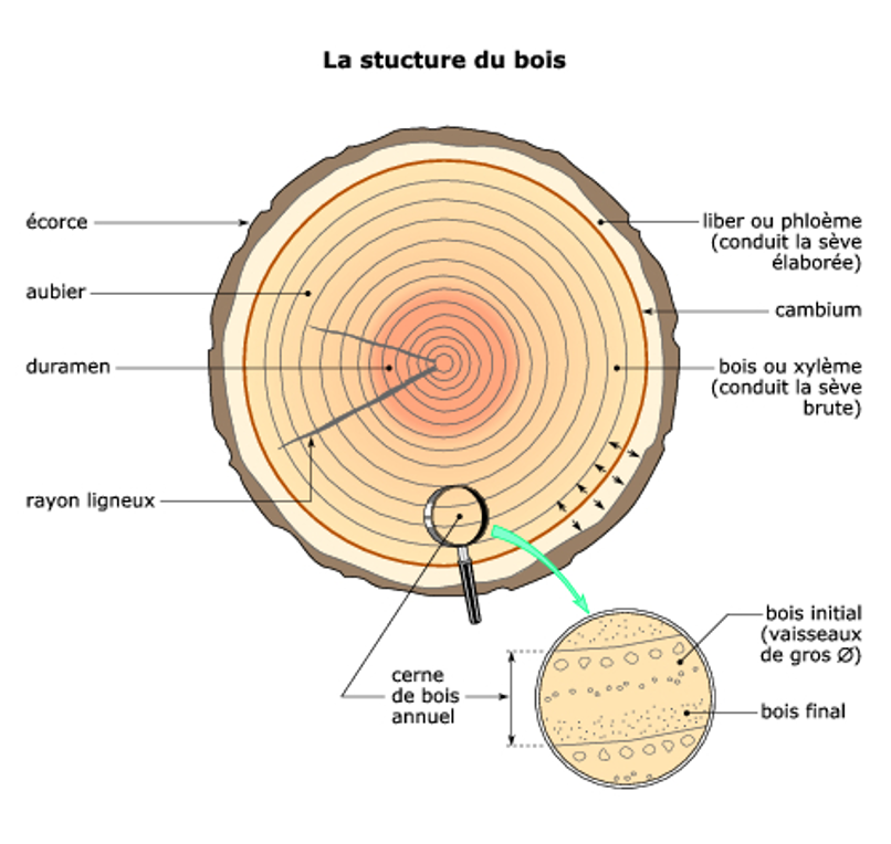 Sur une coupe de bois transversale, on distingue une partie centrale sombre, appel&eacute;e le duramen.