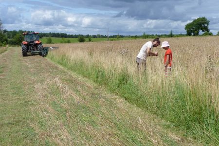 Journ&eacute;e "r&eacute;colte de semences prairiales"