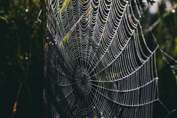 Photos de la faune des Marais du Cassan et de Prentegarde, zone humide prot&eacute;g&eacute;e, situ&eacute;s sur les communes de Lacapelle-Viescamp, Saint-Etienne-Cantal&egrave;s et Saint-Paul-des-Landes dans le Cantal. Photos et droits d'auteur r&eacute;serv&eacute;s : Cantal Photo Club.