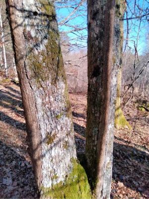 La gélivure est un défaut du bois provoqué par des mauvaises conditions de développement de l’arbre. 