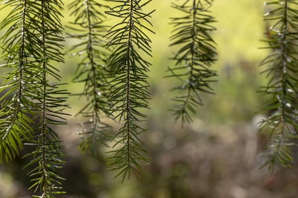 Photos de la flore des Marais du Cassan et de Prentegarde, zone humide prot&eacute;g&eacute;e, situ&eacute;s sur les communes de Lacapelle-Viescamp, Saint-Etienne-Cantal&egrave;s et Saint-Paul-des-Landes dans le Cantal. Photos et droits d'auteur r&eacute;serv&eacute;s : Cantal Photo Club.