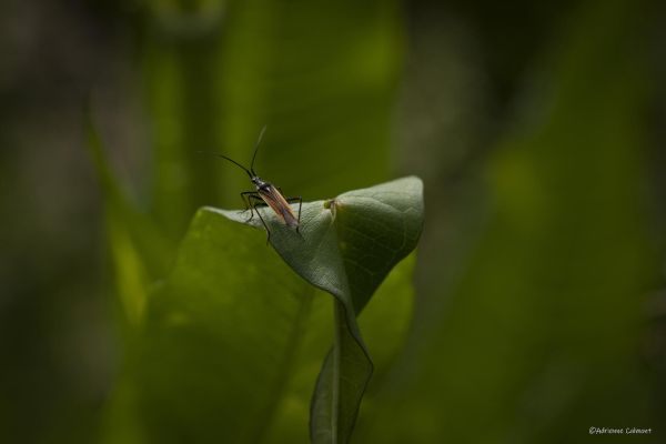 Photos de la faune des Marais du Cassan et de Prentegarde, zone humide prot&eacute;g&eacute;e, situ&eacute;s sur les communes de Lacapelle-Viescamp, Saint-Etienne-Cantal&egrave;s et Saint-Paul-des-Landes dans le Cantal. Photos et droits d'auteur r&eacute;serv&eacute;s : Cantal Photo Club.