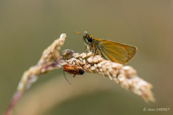 Photos de la faune des Marais du Cassan et de Prentegarde, zone humide prot&eacute;g&eacute;e, situ&eacute;s sur les communes de Lacapelle-Viescamp, Saint-Etienne-Cantal&egrave;s et Saint-Paul-des-Landes dans le Cantal. Photos et droits d'auteur r&eacute;serv&eacute;s : Cantal Photo Club.
