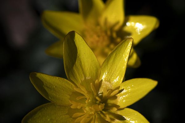 Photos de la flore des Marais du Cassan et de Prentegarde, zone humide prot&eacute;g&eacute;e, situ&eacute;s sur les communes de Lacapelle-Viescamp, Saint-Etienne-Cantal&egrave;s et Saint-Paul-des-Landes dans le Cantal. Photos et droits d'auteur r&eacute;serv&eacute;s : Cantal Photo Club.