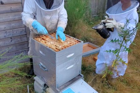 R&eacute;colte Rucher P&eacute;dagogique