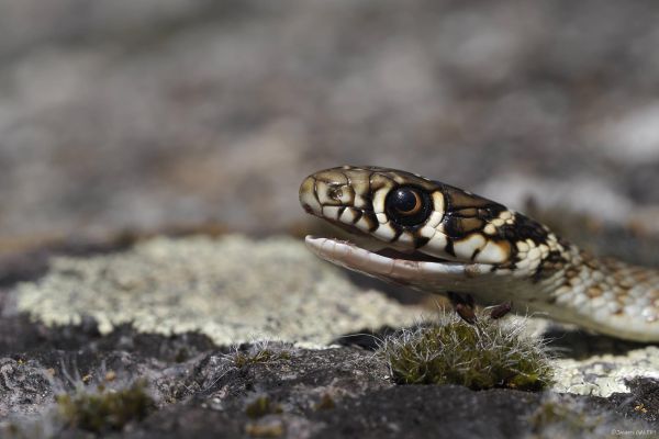 Photos de la faune des Marais du Cassan et de Prentegarde, zone humide prot&eacute;g&eacute;e, situ&eacute;s sur les communes de Lacapelle-Viescamp, Saint-Etienne-Cantal&egrave;s et Saint-Paul-des-Landes dans le Cantal. Photos et droits d'auteur r&eacute;serv&eacute;s : Cantal Photo Club.