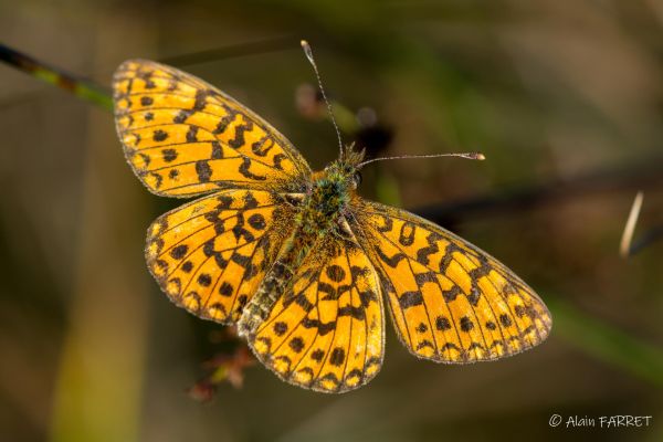 Photos de la faune des Marais du Cassan et de Prentegarde, zone humide prot&eacute;g&eacute;e, situ&eacute;s sur les communes de Lacapelle-Viescamp, Saint-Etienne-Cantal&egrave;s et Saint-Paul-des-Landes dans le Cantal. Photos et droits d'auteur r&eacute;serv&eacute;s : Cantal Photo Club.