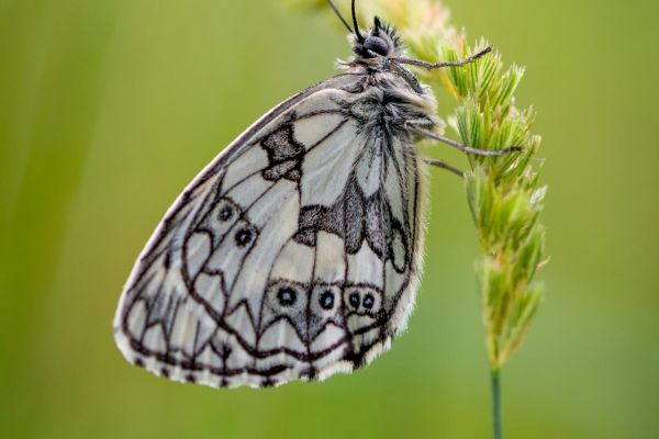Photos de la faune des Marais du Cassan et de Prentegarde, zone humide prot&eacute;g&eacute;e, situ&eacute;s sur les communes de Lacapelle-Viescamp, Saint-Etienne-Cantal&egrave;s et Saint-Paul-des-Landes dans le Cantal. Photos et droits d'auteur r&eacute;serv&eacute;s : Cantal Photo Club.