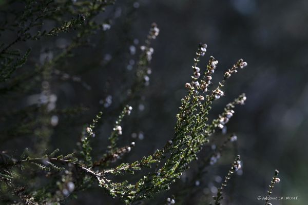 Photos de la flore des Marais du Cassan et de Prentegarde, zone humide prot&eacute;g&eacute;e, situ&eacute;s sur les communes de Lacapelle-Viescamp, Saint-Etienne-Cantal&egrave;s et Saint-Paul-des-Landes dans le Cantal. Photos et droits d'auteur r&eacute;serv&eacute;s : Cantal Photo Club.