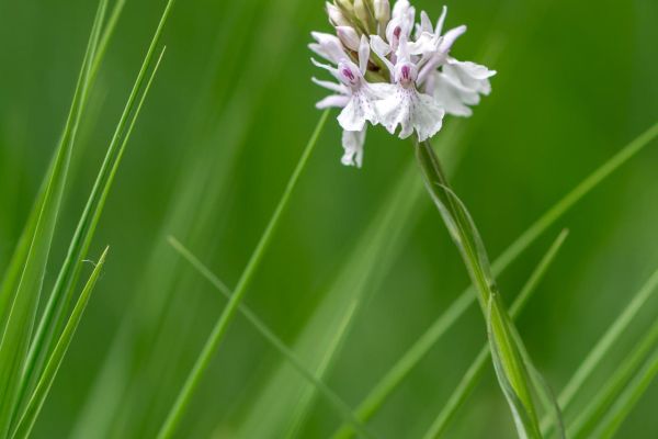Photos de la flore des Marais du Cassan et de Prentegarde, zone humide prot&eacute;g&eacute;e, situ&eacute;s sur les communes de Lacapelle-Viescamp, Saint-Etienne-Cantal&egrave;s et Saint-Paul-des-Landes dans le Cantal. Photos et droits d'auteur r&eacute;serv&eacute;s : Cantal Photo Club.
