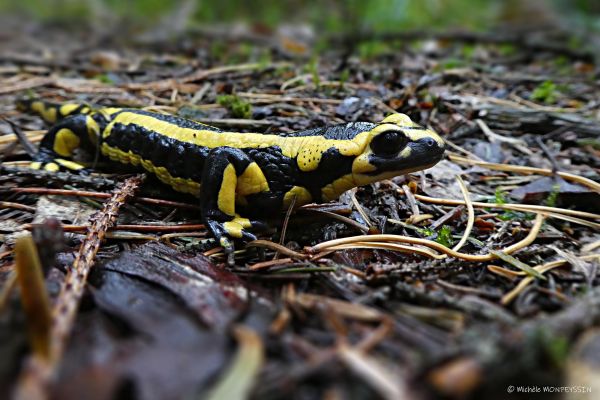 Photos de la faune des Marais du Cassan et de Prentegarde, zone humide protégée, situés sur les communes de Lacapelle-Viescamp, Saint-Etienne-Cantalès et Saint-Paul-des-Landes dans le Cantal. Photos et droits d'auteur réservés : Cantal Photo Club.
