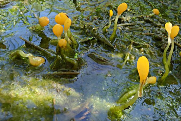 Photos de la flore des Marais du Cassan et de Prentegarde, zone humide prot&eacute;g&eacute;e, situ&eacute;s sur les communes de Lacapelle-Viescamp, Saint-Etienne-Cantal&egrave;s et Saint-Paul-des-Landes dans le Cantal. Photos et droits d'auteur r&eacute;serv&eacute;s : Cantal Photo Club.