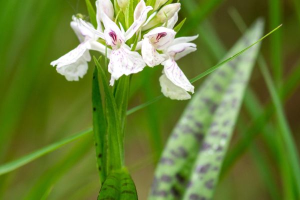 Photos de la flore des Marais du Cassan et de Prentegarde, zone humide prot&eacute;g&eacute;e, situ&eacute;s sur les communes de Lacapelle-Viescamp, Saint-Etienne-Cantal&egrave;s et Saint-Paul-des-Landes dans le Cantal. Photos et droits d'auteur r&eacute;serv&eacute;s : Cantal Photo Club.