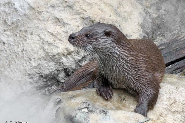 La Loutre est bien pr&eacute;sente au Marais du Cassan et de Prentegarde