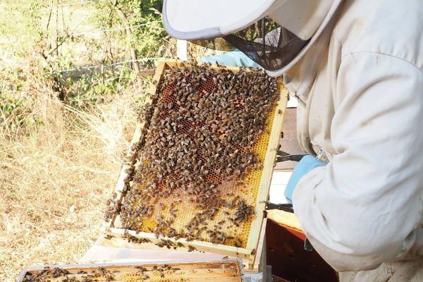 Photos du rucher p&eacute;dagogique situ&eacute; aux Marais du Cassan et de Prentegarde dans le Cantal. 