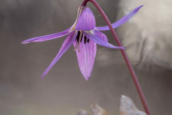 Photos de la flore des Marais du Cassan et de Prentegarde, zone humide prot&eacute;g&eacute;e, situ&eacute;s sur les communes de Lacapelle-Viescamp, Saint-Etienne-Cantal&egrave;s et Saint-Paul-des-Landes dans le Cantal. Photos et droits d'auteur r&eacute;serv&eacute;s : Cantal Photo Club.