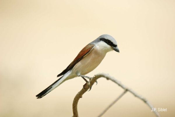 Pie grieche ecorcheur au Marais du Cassan et de Prentegarde