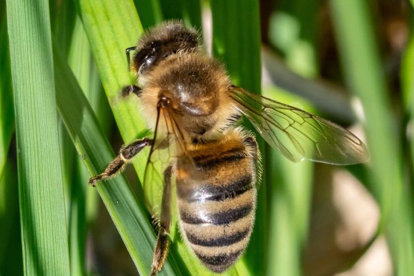 Photos de la faune des Marais du Cassan et de Prentegarde, zone humide prot&eacute;g&eacute;e, situ&eacute;s sur les communes de Lacapelle-Viescamp, Saint-Etienne-Cantal&egrave;s et Saint-Paul-des-Landes dans le Cantal. Photos et droits d'auteur r&eacute;serv&eacute;s : Cantal Photo Club.