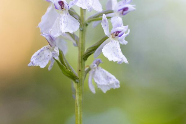 Photos de la flore des Marais du Cassan et de Prentegarde, zone humide prot&eacute;g&eacute;e, situ&eacute;s sur les communes de Lacapelle-Viescamp, Saint-Etienne-Cantal&egrave;s et Saint-Paul-des-Landes dans le Cantal. Photos et droits d'auteur r&eacute;serv&eacute;s : Cantal Photo Club.