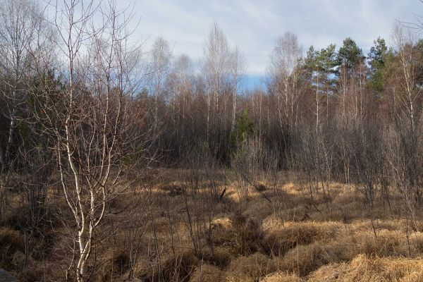 Photos des plus beaux paysages des Marais du Cassan et de Prentegarde, zone humide protégée, situés sur les communes de Lacapelle-Viescamp, Saint-Etienne-Cantalès et Saint-Paul-des-Landes dans le Cantal. Photos et droits d'auteur réservés : Cantal Photo Club. 