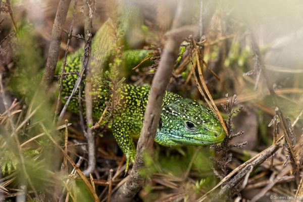 Photos de la faune des Marais du Cassan et de Prentegarde, zone humide protégée, situés sur les communes de Lacapelle-Viescamp, Saint-Etienne-Cantalès et Saint-Paul-des-Landes dans le Cantal. Photos et droits d'auteur réservés : Cantal Photo Club.