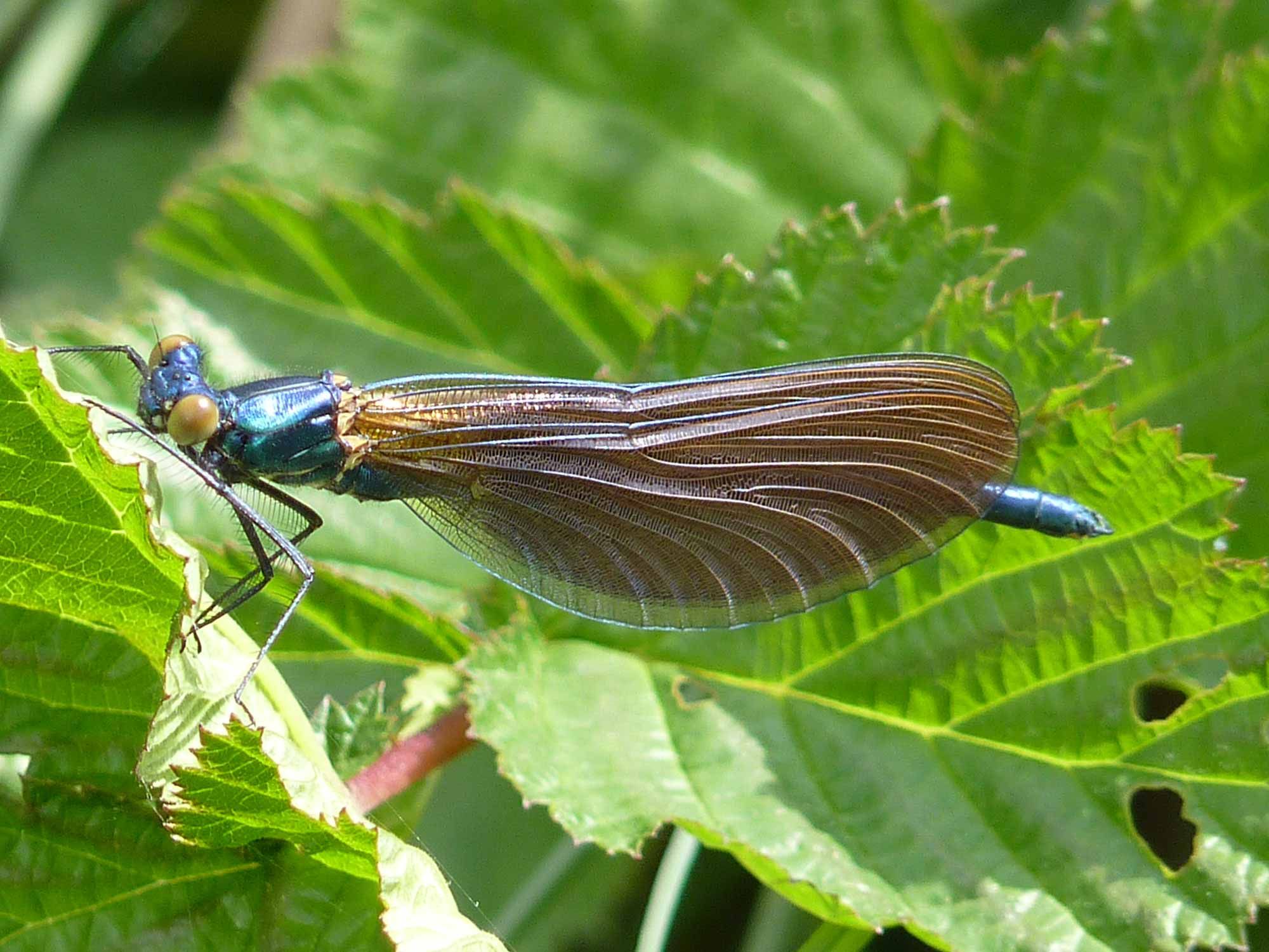 Odonates au Marais du Cassan et de Prentegarde