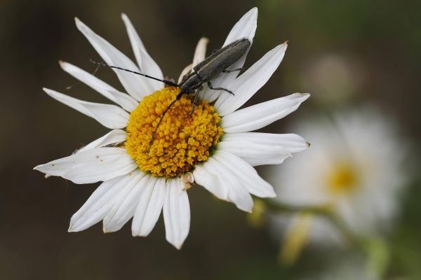 Photos de la faune des Marais du Cassan et de Prentegarde, zone humide protégée, situés sur les communes de Lacapelle-Viescamp, Saint-Etienne-Cantalès et Saint-Paul-des-Landes dans le Cantal. Photos et droits d'auteur réservés : Cantal Photo Club.