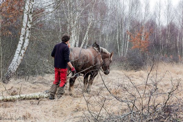 Photos de la faune des Marais du Cassan et de Prentegarde, zone humide protégée, situés sur les communes de Lacapelle-Viescamp, Saint-Etienne-Cantalès et Saint-Paul-des-Landes dans le Cantal. Photos et droits d'auteur réservés : Cantal Photo Club.