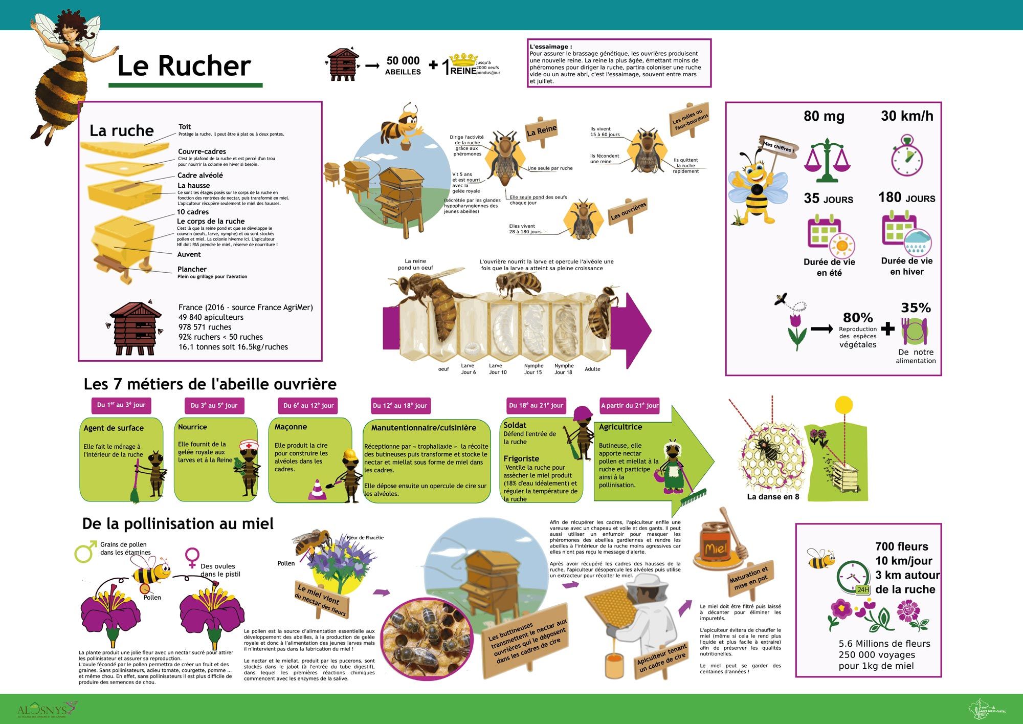 Mis en place par le SIVU Ouest Cantal, les abeilles du rucher pédagogique vous expliquent leur travail !