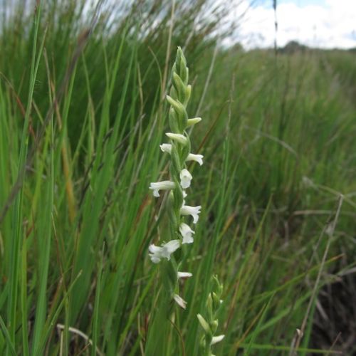 d’été (Spiranthes aestivalis) - Marais du Cassan et de Prentegarde