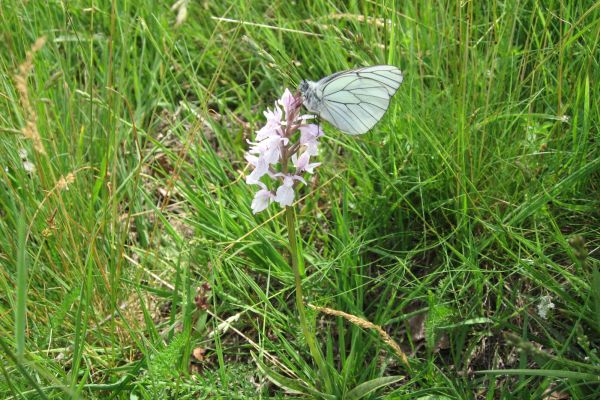 Le marais du cassan et de prentegarde contient une grande diversité des espèces de papillons