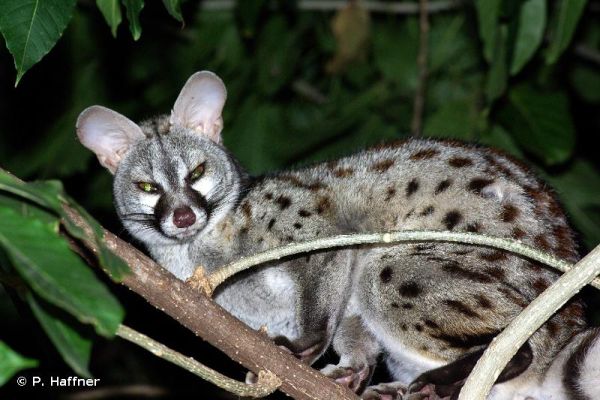 14 espèces de chauves-souris a été recensées au Marais du Cassan et de Prentegarde