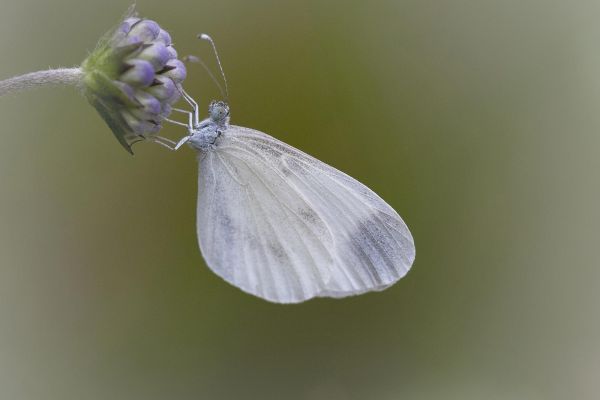 Photos de la faune des Marais du Cassan et de Prentegarde, zone humide protégée, situés sur les communes de Lacapelle-Viescamp, Saint-Etienne-Cantalès et Saint-Paul-des-Landes dans le Cantal. Photos et droits d'auteur réservés : Cantal Photo Club.