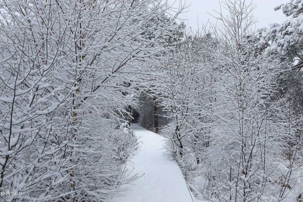 Photos des plus beaux paysages des Marais du Cassan et de Prentegarde, zone humide protégée, situés sur les communes de Lacapelle-Viescamp, Saint-Etienne-Cantalès et Saint-Paul-des-Landes dans le Cantal. Photos et droits d'auteur réservés : Cantal Photo Club.