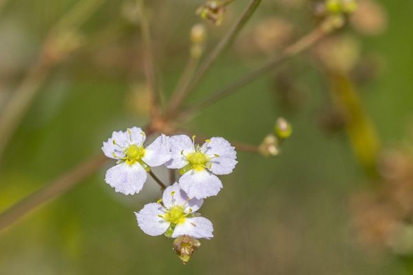 Photos de la flore des Marais du Cassan et de Prentegarde, zone humide protégée, situés sur les communes de Lacapelle-Viescamp, Saint-Etienne-Cantalès et Saint-Paul-des-Landes dans le Cantal. Photos et droits d'auteur réservés : Cantal Photo Club.