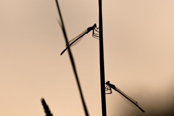 Photos de la faune des Marais du Cassan et de Prentegarde, zone humide protégée, situés sur les communes de Lacapelle-Viescamp, Saint-Etienne-Cantalès et Saint-Paul-des-Landes dans le Cantal. Photos et droits d'auteur réservés : Cantal Photo Club.