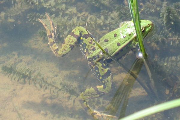 Grenouille verte au Marais du Cassan et de Prentegarde