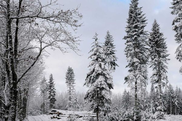 Photos des plus beaux paysages des Marais du Cassan et de Prentegarde, zone humide protégée, situés sur les communes de Lacapelle-Viescamp, Saint-Etienne-Cantalès et Saint-Paul-des-Landes dans le Cantal. Photos et droits d'auteur réservés : Cantal Photo Club.