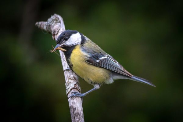 Photos de la faune des Marais du Cassan et de Prentegarde, zone humide protégée, situés sur les communes de Lacapelle-Viescamp, Saint-Etienne-Cantalès et Saint-Paul-des-Landes dans le Cantal. Photos et droits d'auteur réservés : Cantal Photo Club.