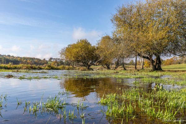 Photos des plus beaux paysages des Marais du Cassan et de Prentegarde, zone humide protégée, situés sur les communes de Lacapelle-Viescamp, Saint-Etienne-Cantalès et Saint-Paul-des-Landes dans le Cantal. Photos et droits d'auteur réservés : Cantal Photo Club.