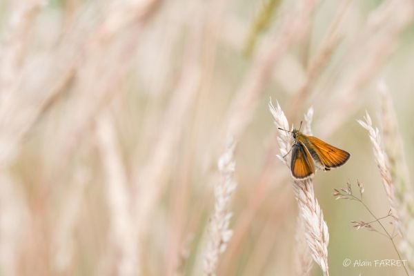 Photos de la faune des Marais du Cassan et de Prentegarde, zone humide protégée, situés sur les communes de Lacapelle-Viescamp, Saint-Etienne-Cantalès et Saint-Paul-des-Landes dans le Cantal. Photos et droits d'auteur réservés : Cantal Photo Club.