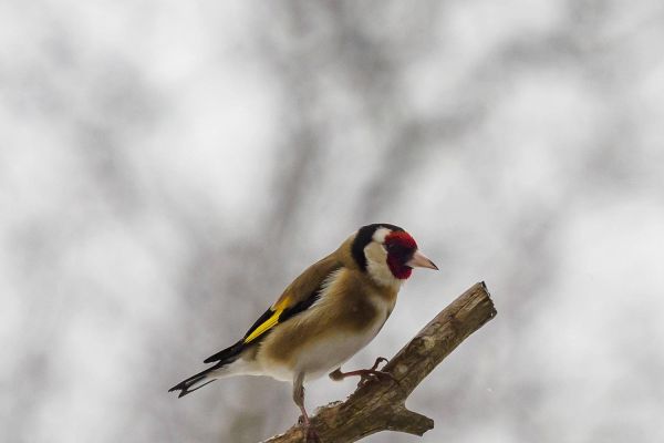 Photos de la faune des Marais du Cassan et de Prentegarde, zone humide protégée, situés sur les communes de Lacapelle-Viescamp, Saint-Etienne-Cantalès et Saint-Paul-des-Landes dans le Cantal. Photos et droits d'auteur réservés : Cantal Photo Club.