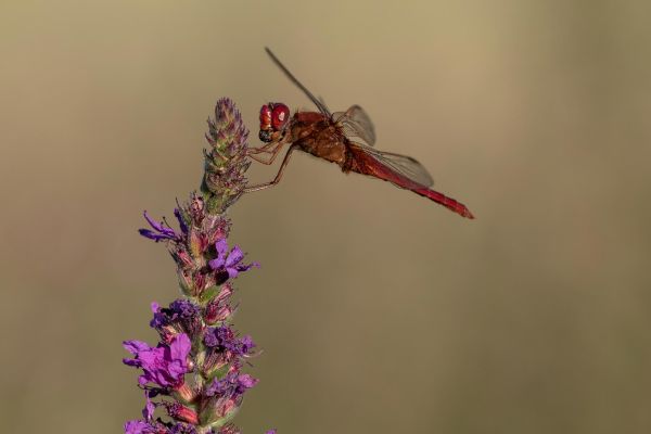 Photos de la faune des Marais du Cassan et de Prentegarde, zone humide protégée, situés sur les communes de Lacapelle-Viescamp, Saint-Etienne-Cantalès et Saint-Paul-des-Landes dans le Cantal. Photos et droits d'auteur réservés : Cantal Photo Club.